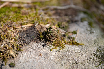A single isolated conifer pine cone in a natural woodland environment.