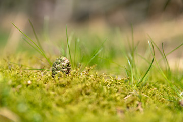 A single isolated conifer pine cone in a natural woodland environment.