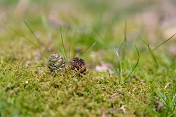 Conifer pine cones in a natural outdoor woodland environment.