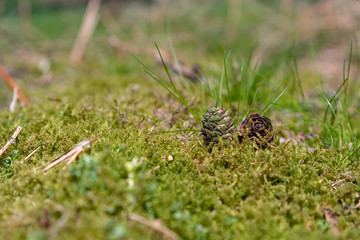 Conifer pine cones in a natural outdoor woodland environment.