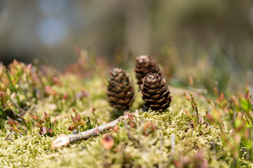 Conifer pine cones in a natural outdoor woodland environment.