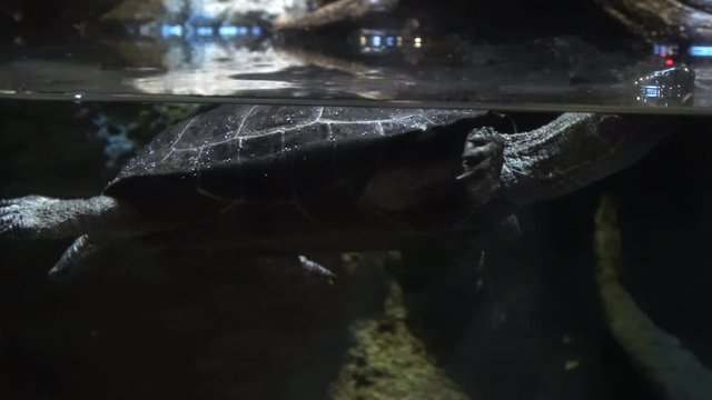 クサガメ,リーブスクサガメ / Mauremys reevesii, Chinese three-keeled pond turtle, 4K