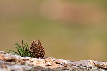 A single isolated conifer pine cone in a natural woodland environment.