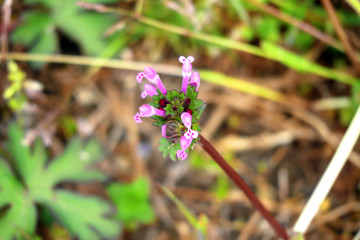 ホトケノザを撮影しました