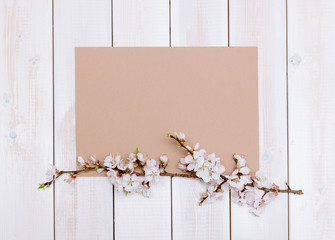 Apricot branches with flowers on a wooden background