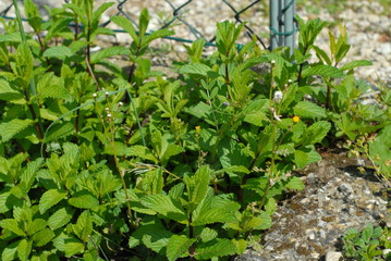 menta spontanea nell'orto 