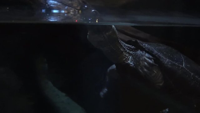 クサガメ,リーブスクサガメ / Mauremys reevesii, Chinese three-keeled pond turtle, 4K