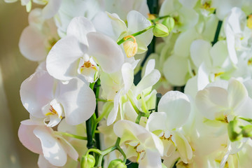 Giant white Phalaenopsis Orchid flower. Blooming tropical plant at home. Domestic gardening