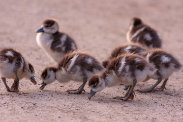 Viele niedliche kleine Nilgansküken auf der Suche nach Futter und ihrer Muttergans