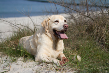 Labrador am Strand