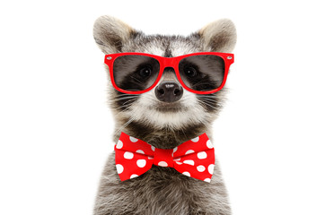 Portrait of a funny raccoon in sunglasses and bow isolated on white background
