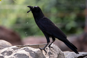 crow with broken beak