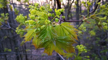 Wald, baum, spring, Frühling 