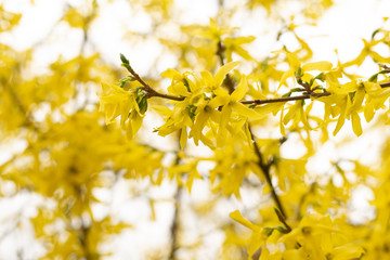 Easter tree or Forsythia blossoming
