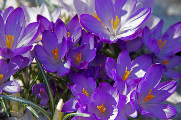 FLOWERS - violet crocuses