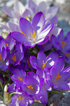 FLOWERS - violet crocuses