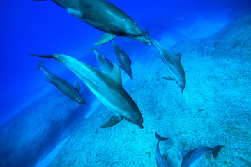 小笠原の青い海を泳ぐミナミハンドウイルカ