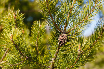 pine cone on green pine branch in the woods, young pine cone