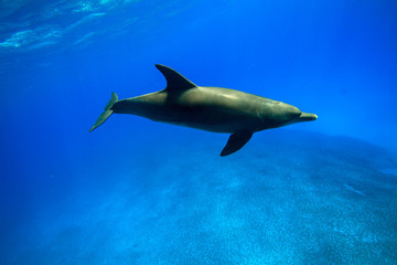 小笠原の青い海を泳ぐミナミハンドウイルカ