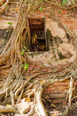 Wat Bang Kung, the old temple covered with banyan Stalker tree,With brick,thailand