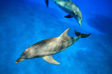 小笠原の青い海を泳ぐミナミハンドウイルカ