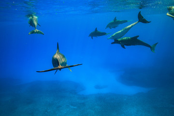 小笠原の青い海を泳ぐミナミハンドウイルカ