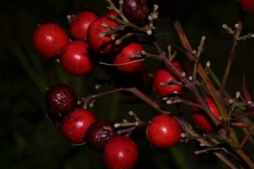 Obraz premium Red Plant