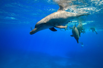 Obraz premium 小笠原の青い海を泳ぐミナミハンドウイルカ