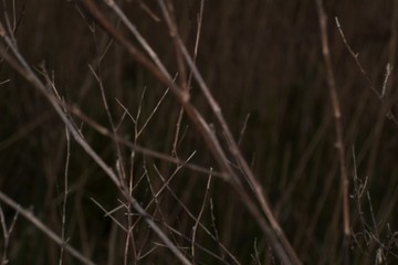 Dark branches background