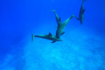 小笠原の青い海を泳ぐミナミハンドウイルカ