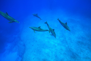 小笠原の青い海を泳ぐミナミハンドウイルカ