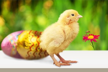 Cute little chicken in garden
