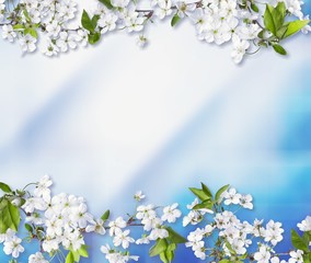 Flowers of the cherry blossoms on wooden background