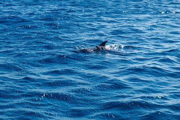 Naklejka premium Dolphins swimming in Red sea
