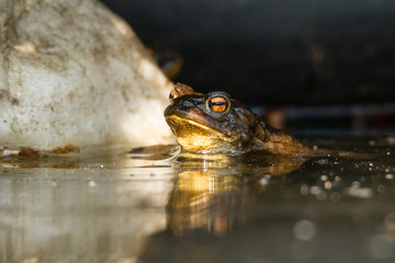 Amphibian frog in a pound