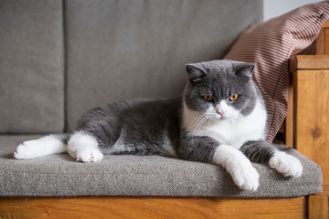 British short-haired cat lying on the sofa