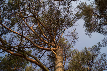 Tree trunk looking upwards