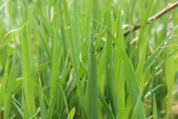 Fototapeta na wymiar naturalina and real photography grass