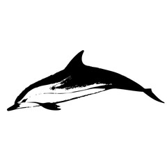 Dolphin hand drawn vector illustration on white background