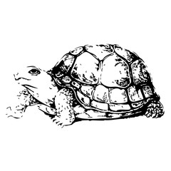 Turtle hand drawn vector illustration on white background