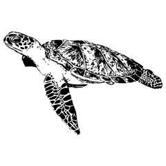 Turtle hand drawn vector illustration on white background