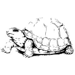 Turtle hand drawn vector illustration on white background