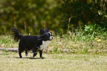 チワワと散歩　全力疾走