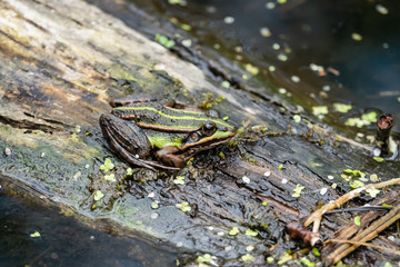 Water Frog Resting on Log in Springtime