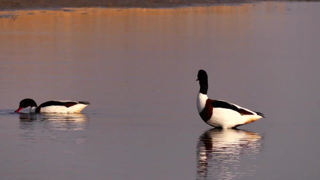 Common shelduck (tadorna tadorna) - a large duck, lives in the waters of Eurasia.