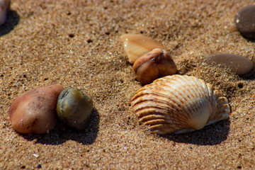 shell and pebbles on the sand of the beach