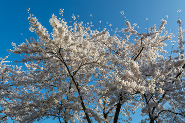 Spring blossom of Japanese white sakura tree