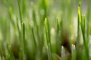 Fototapeta na wymiar Young growing sprouts of cat grass, Dactylis glomerata, close up