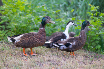 three ducks walking on dry grass