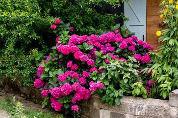 Flowering hydrangea (Hydrangea macrophylla) close-up